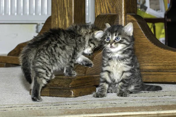 Jóvenes Lobo Gatos Jugar Casa — Foto de Stock