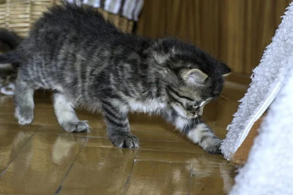 Νέος Wolf Γάτες Παίζουν Στο Σπίτι — Φωτογραφία Αρχείου