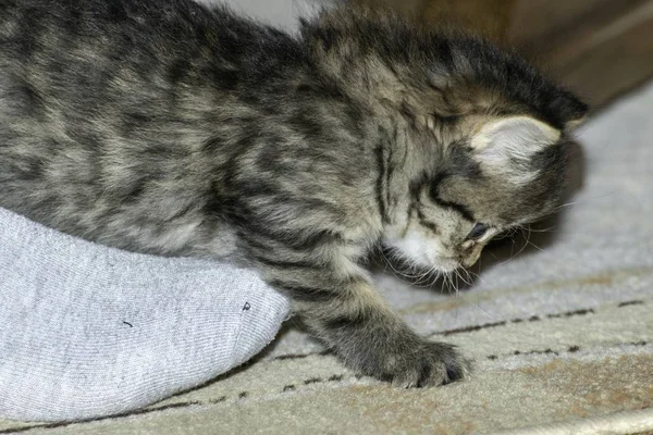 Jonge Wolf Katten Spelen Het Huis — Stockfoto