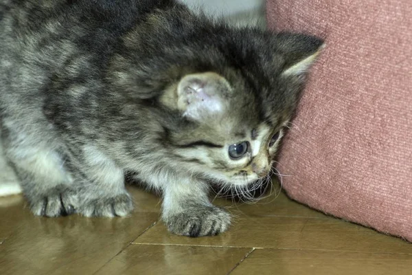 Jonge Wolf Katten Spelen Het Huis — Stockfoto