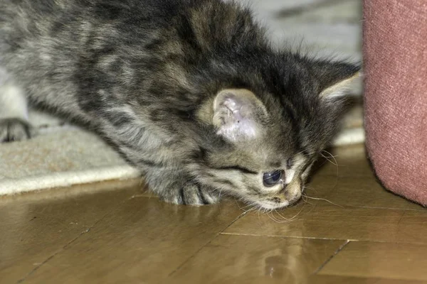 小狼猫在屋里玩耍 — 图库照片