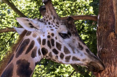 nadir bir safari Hayvanlarda üreme