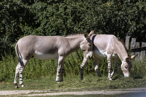 Somalischer Esel Auf Safari — Stockfoto