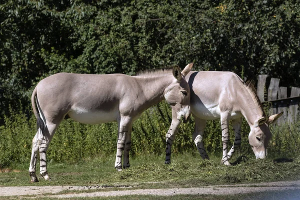 Szomáli Szamár Ban Szafari — Stock Fotó