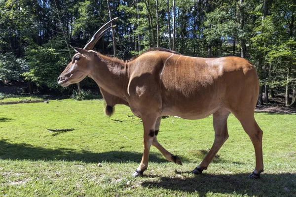 Antelope Lovat Safari — Stock Fotó