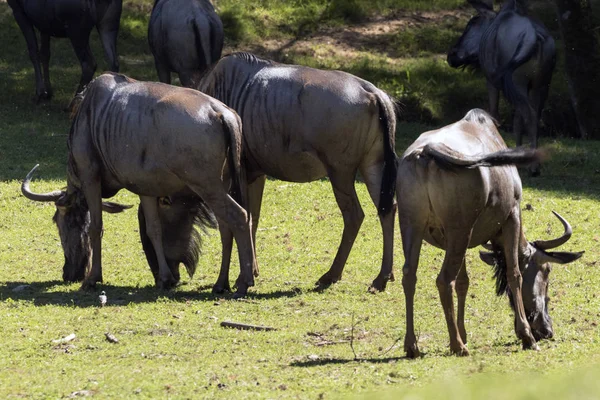 Élevage Animaux Rares Safari — Photo