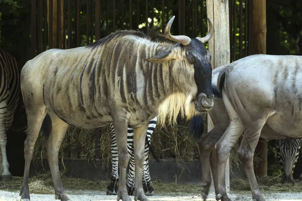 Criação Animais Raros Num Safári — Fotografia de Stock