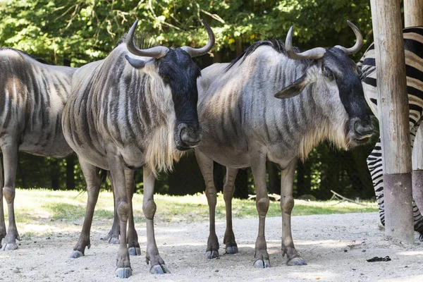 breeding rare animals in a safari