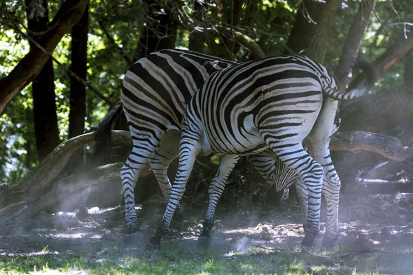 Criação Animais Raros Num Safári — Fotografia de Stock