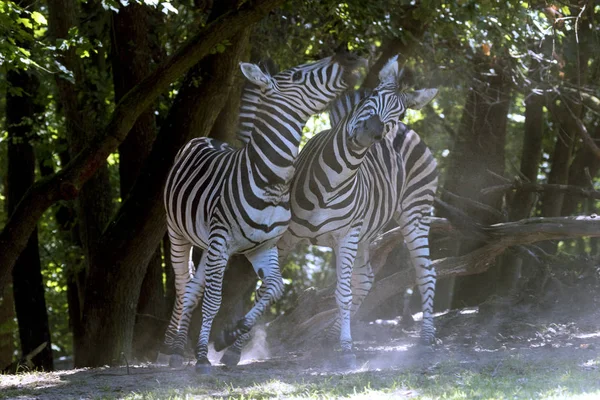 breeding rare animals in a safari