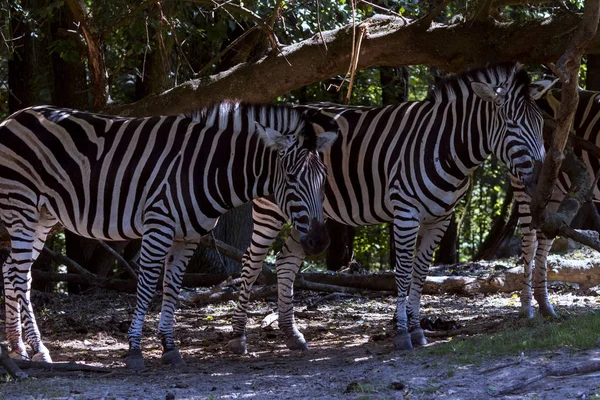 breeding rare animals in a safari