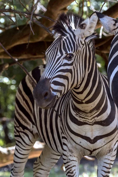 Nadir Bir Safari Hayvanlarda Üreme — Stok fotoğraf