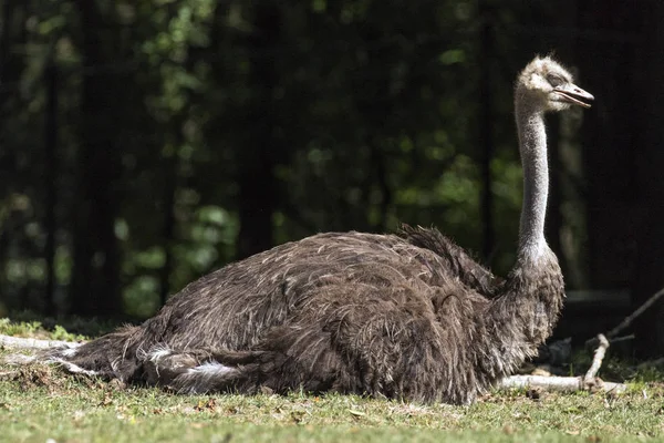 breeding rare animals in a safari