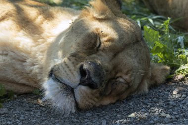 nadir bir safari Hayvanlarda üreme