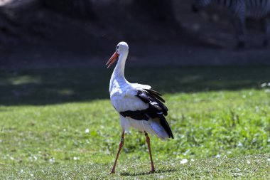 nadir bir safari Hayvanlarda üreme