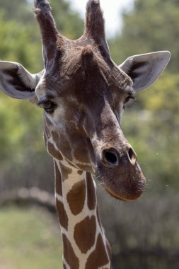 nadir bir safari Hayvanlarda üreme