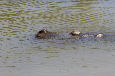 nadir bir safari Hayvanlarda üreme
