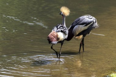 nadir bir safari Hayvanlarda üreme