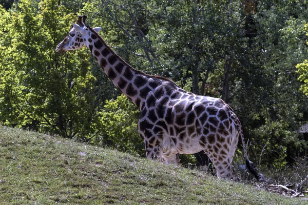 breeding rare animals in a safari