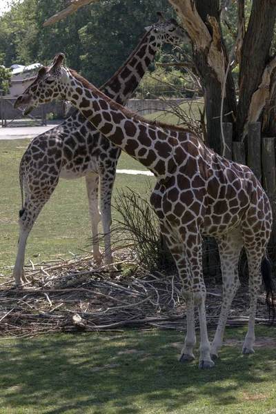 breeding rare animals in a safari