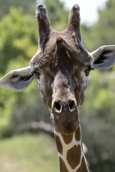 breeding rare animals in a safari