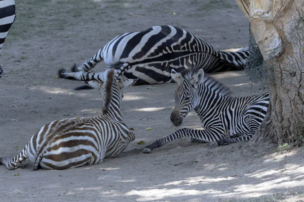 breeding rare animals in a safari