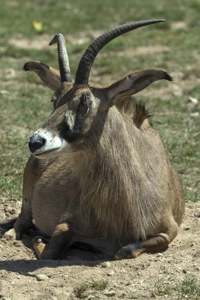 breeding rare animals in a safari