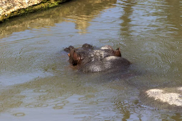 breeding rare animals in a safari