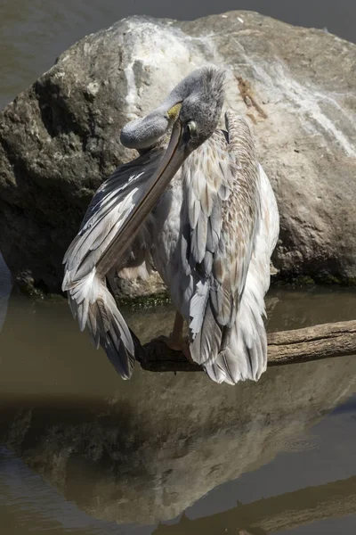 Criação Animais Raros Num Safári — Fotografia de Stock