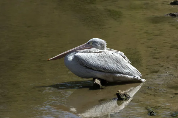 Biały Pelikan Brzegu Jeziora — Zdjęcie stockowe