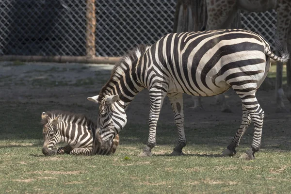 breeding rare animals in a safari