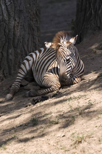 breeding rare animals in a safari