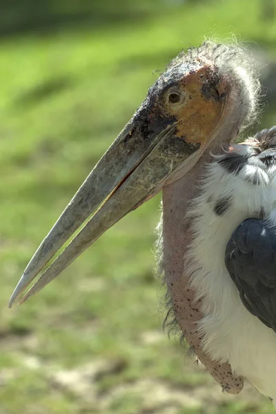 Afrykańskie Marabou Leptoptilos Crumeniferus — Zdjęcie stockowe