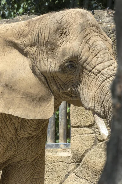 Elefante Una Carrera Safari — Foto de Stock