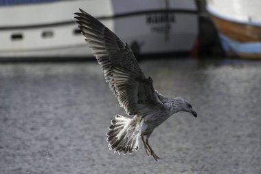 yiyecek arayan Sahil Martı