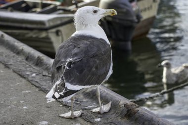 deniz kıyısında bir limanında demirlemiş bir balıkçı teknesi