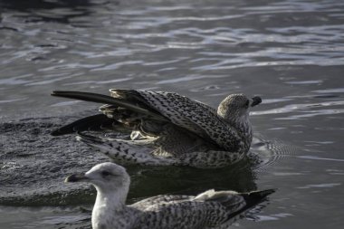 yiyecek arayan Sahil Martı