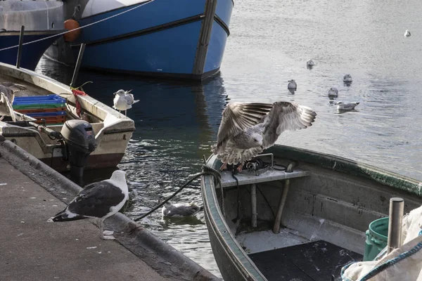 Deniz Kıyısında Bir Limanında Demirlemiş Bir Balıkçı Teknesi — Stok fotoğraf