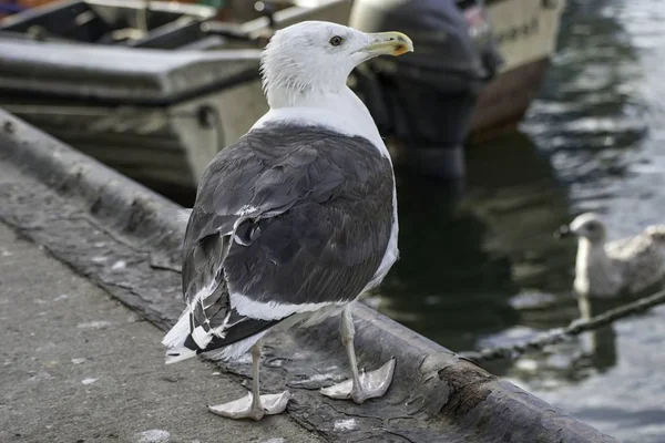 Deniz Kıyısında Bir Limanında Demirlemiş Bir Balıkçı Teknesi — Stok fotoğraf