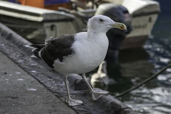 Een Vissersboot Afgemeerd Een Haven Kust — Stockfoto