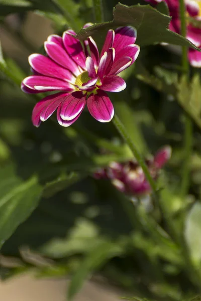 Fleurs Colorées Dans Beau Bouquet — Photo