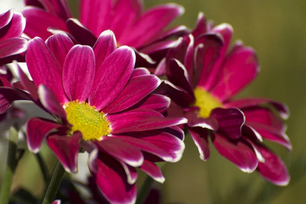 Fleurs Colorées Dans Beau Bouquet — Photo