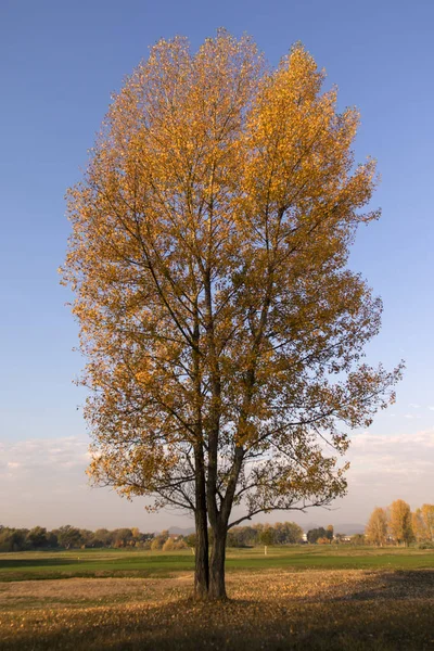 Árboles Coloridos Paisaje Otoño Octubre — Foto de Stock