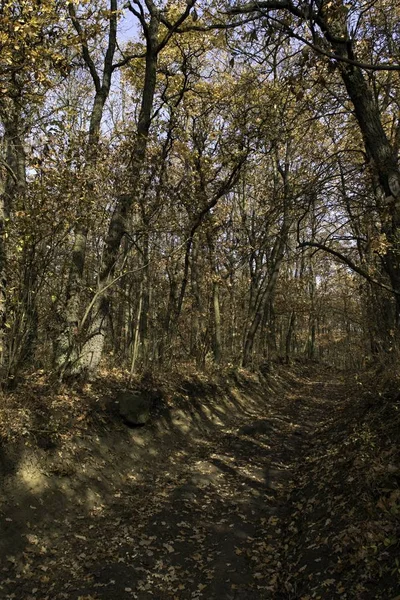 Kolorowe Liście Drzewie Jesienią Krajobraz — Zdjęcie stockowe
