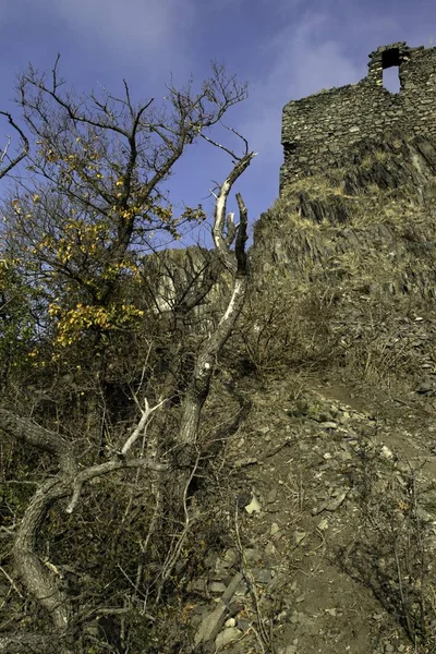 Bäume Und Sträucher Wachsen Auf Einem Felsen — Stockfoto