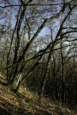 Kasım ayında sessiz bir orman