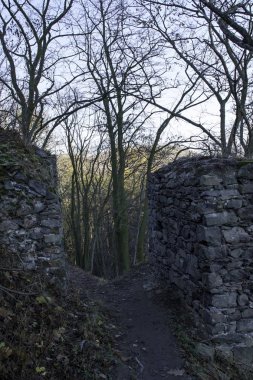 Kasım ayında sessiz bir orman