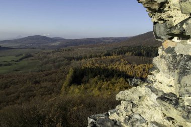 Kasım ayında sessiz bir orman