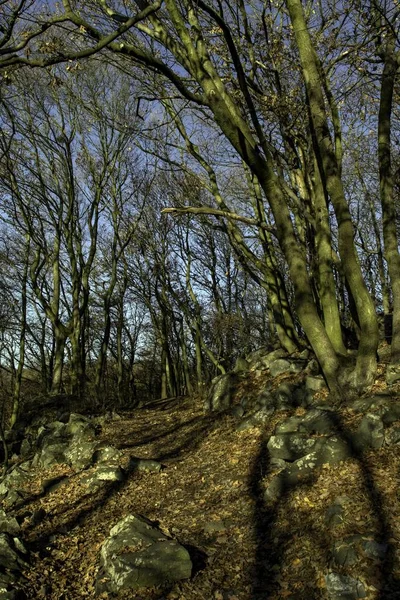 Noviembre Bosque Tranquilo — Foto de Stock