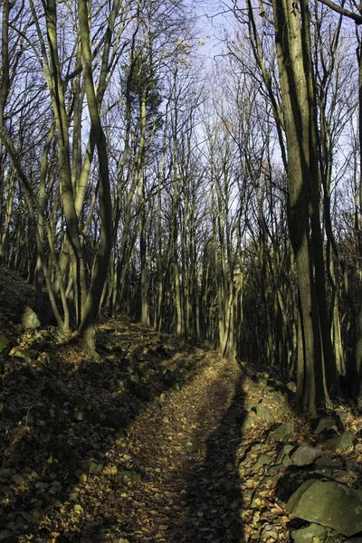 Novembre Dans Une Forêt Tranquille — Photo